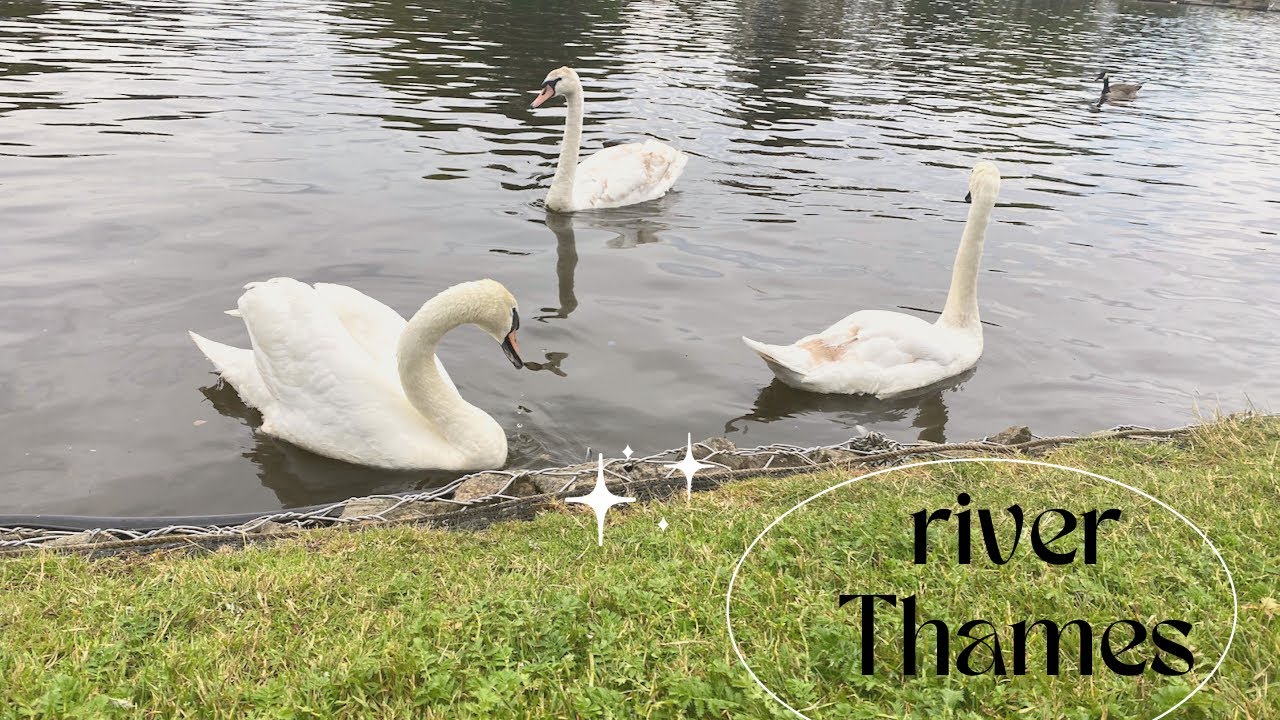 RIVER THAMES / WALTON ON THAMES