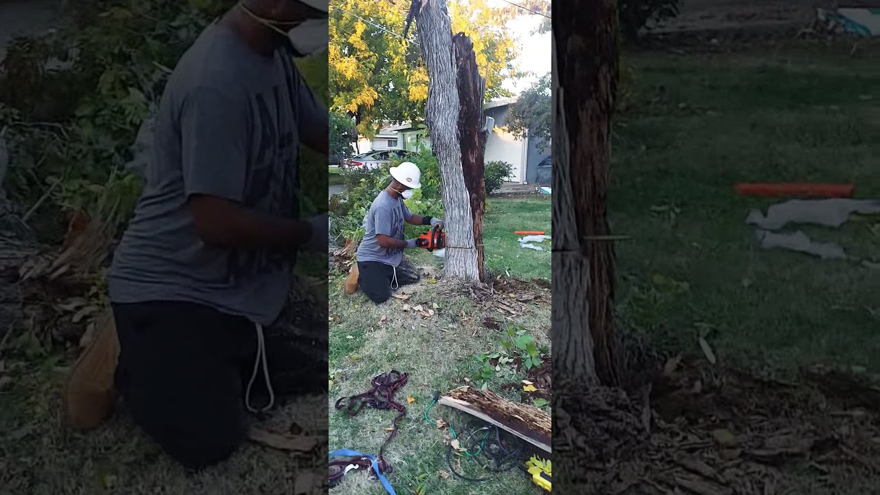 Johnathan Mosley cutting down a tree with echo chainsaw
