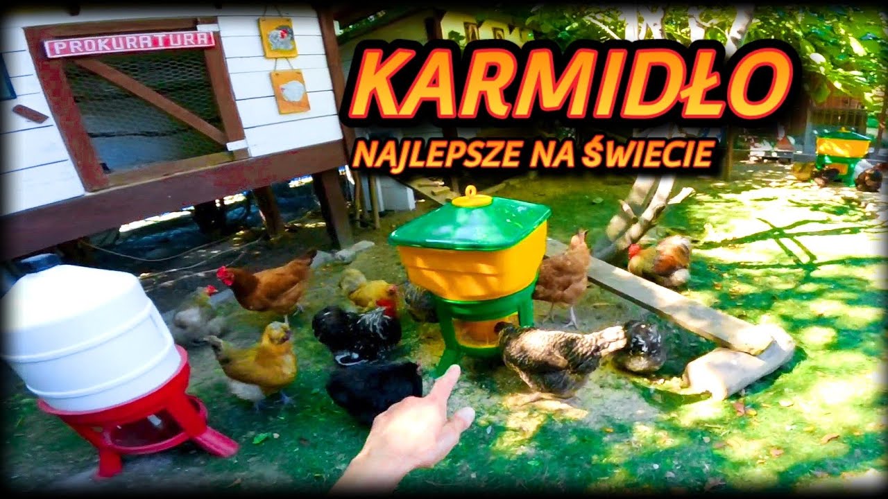 #chicken 🐓🐤🦆Najlepsze na rynku karmidło dla drobiu - HIT
