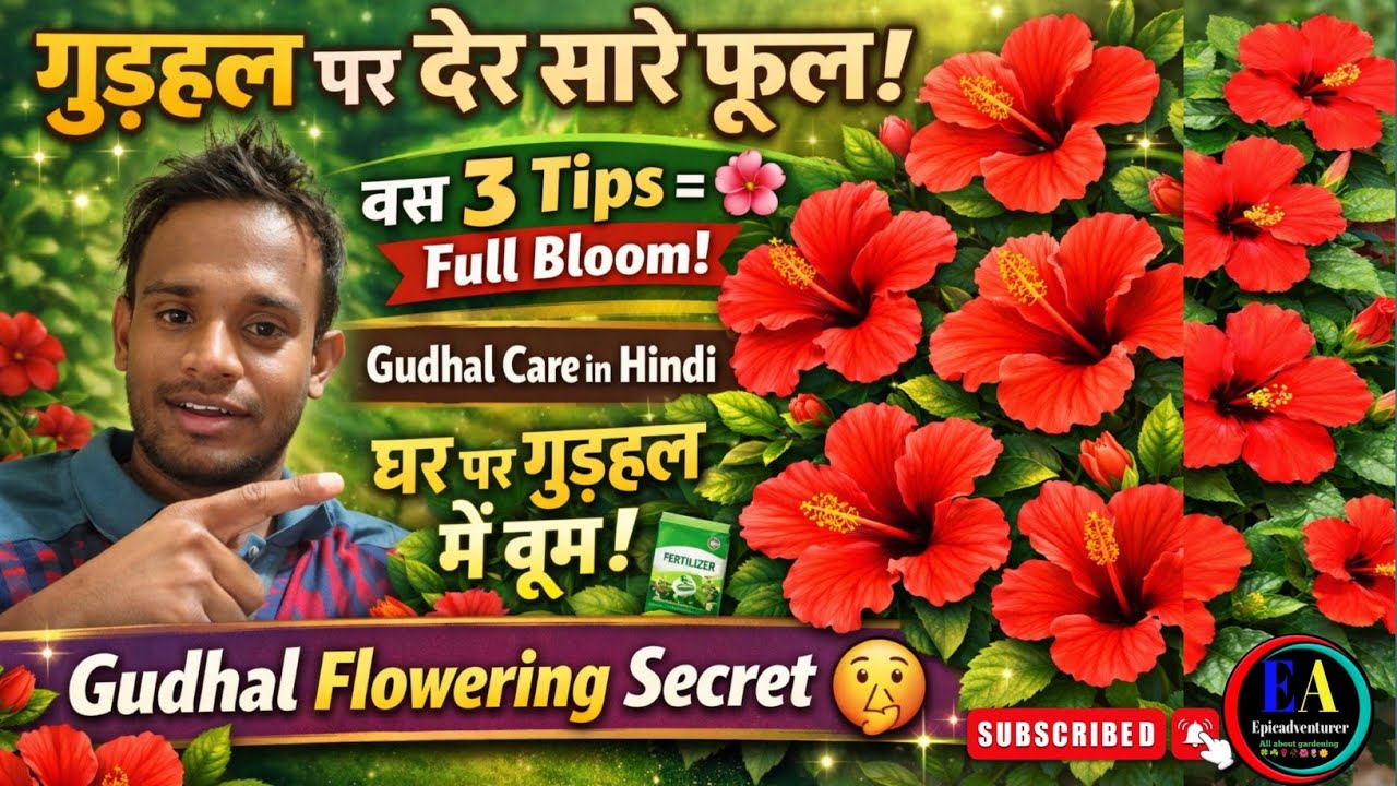|| गुड़हल पर ज्यादा फूल कैसे प्राप्त करें || #gudhal #epicadventurer 