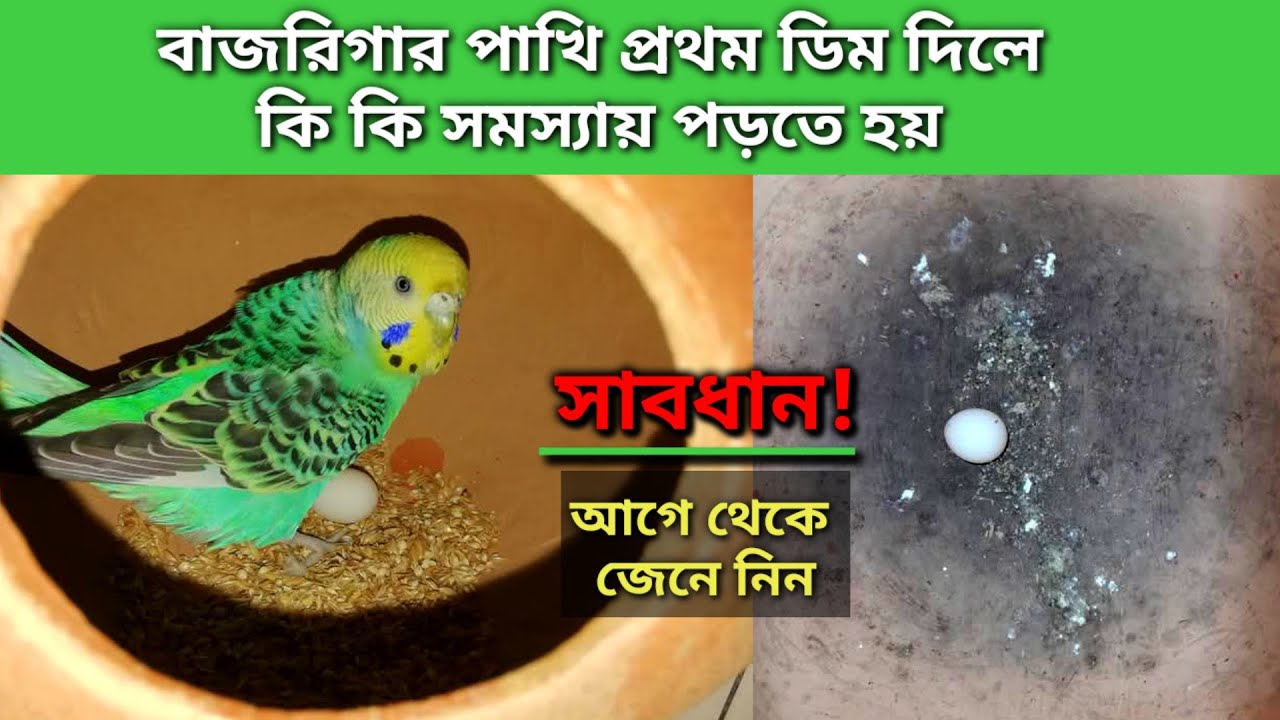 বাজরিগার পাখি প্রথম ডিম দিলে কি কি সমস্যায় পড়তে হয় | Budgie Egg Laying Problem & Solution