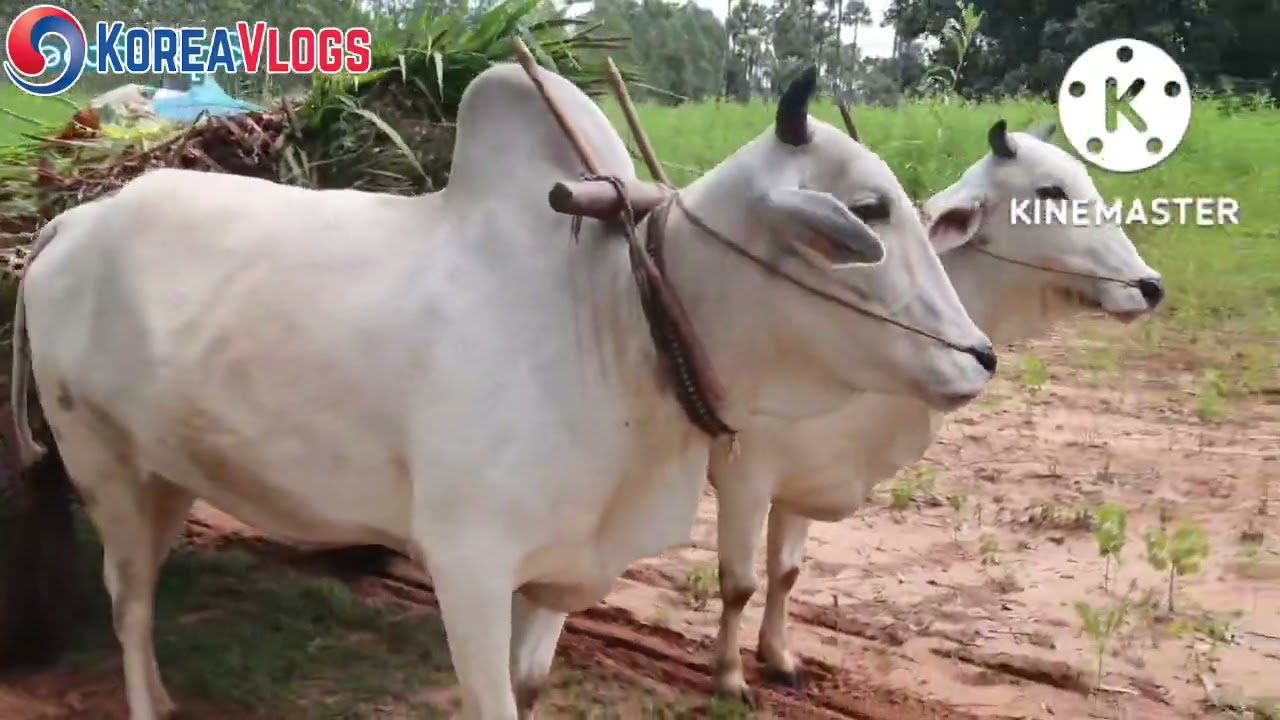 တကယ်ညာတာ မမြစိမ်းပါ