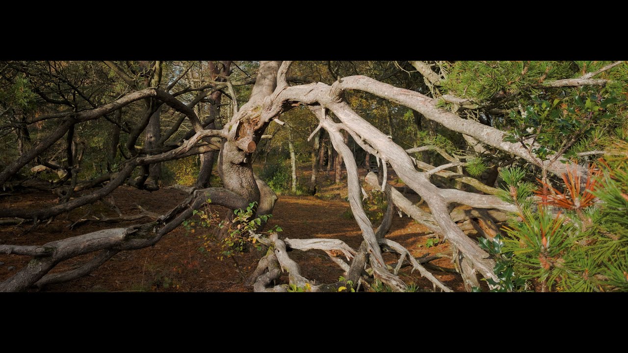 How To Use Darktable For Smartphone Raws