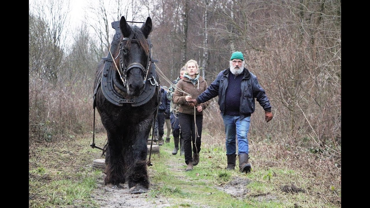 Paardentractie Warmonderhof