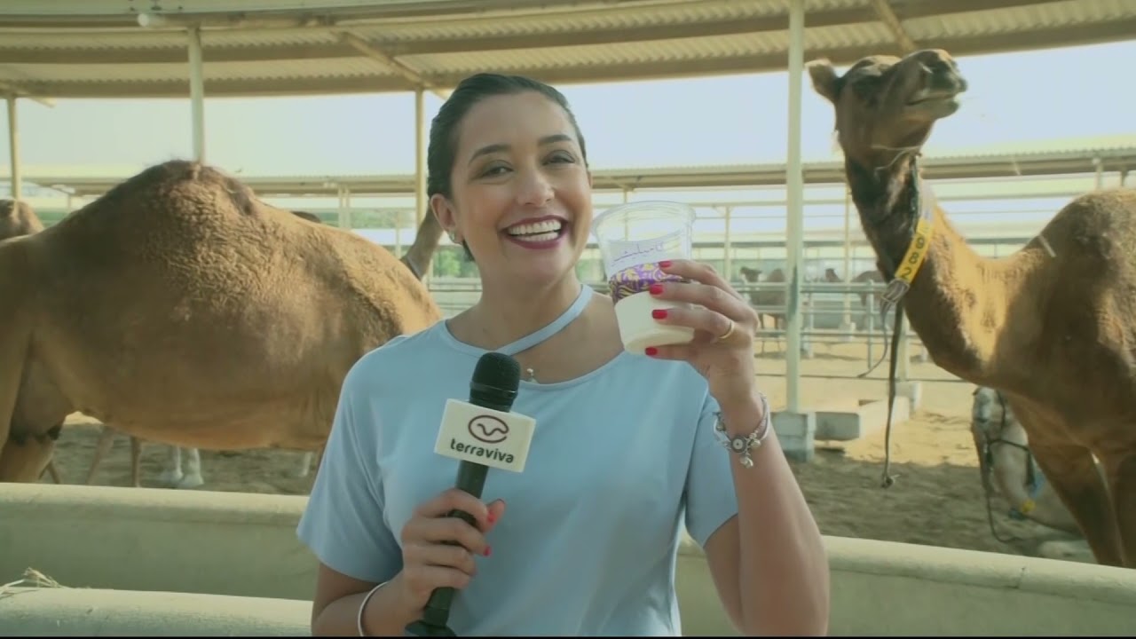 Produção de leite de camela na maior fazenda de camelos do mundo, em Dubai