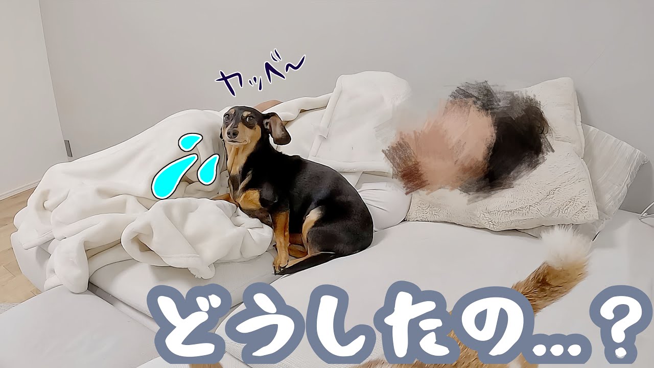 いつもと様子が違う愛犬…原因はまさかのアレでした