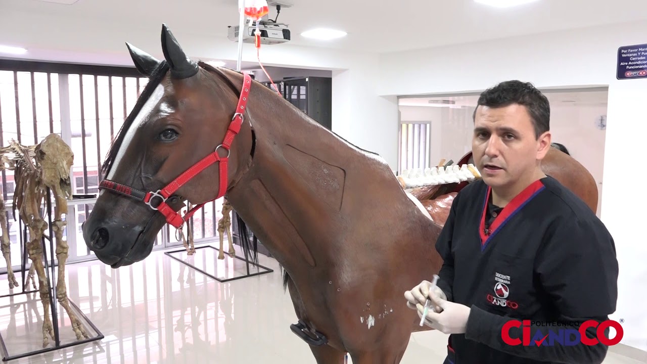 Simulador Equino - Inyección Intramuscular y Subcutánea
