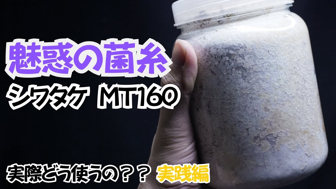 クワガタをブリードするなら絶対に試すべき‼︎魅惑の菌糸シワタケの使い方。＊個人的な見解によるものです。内容が正しいとは限りません。ご了承を。