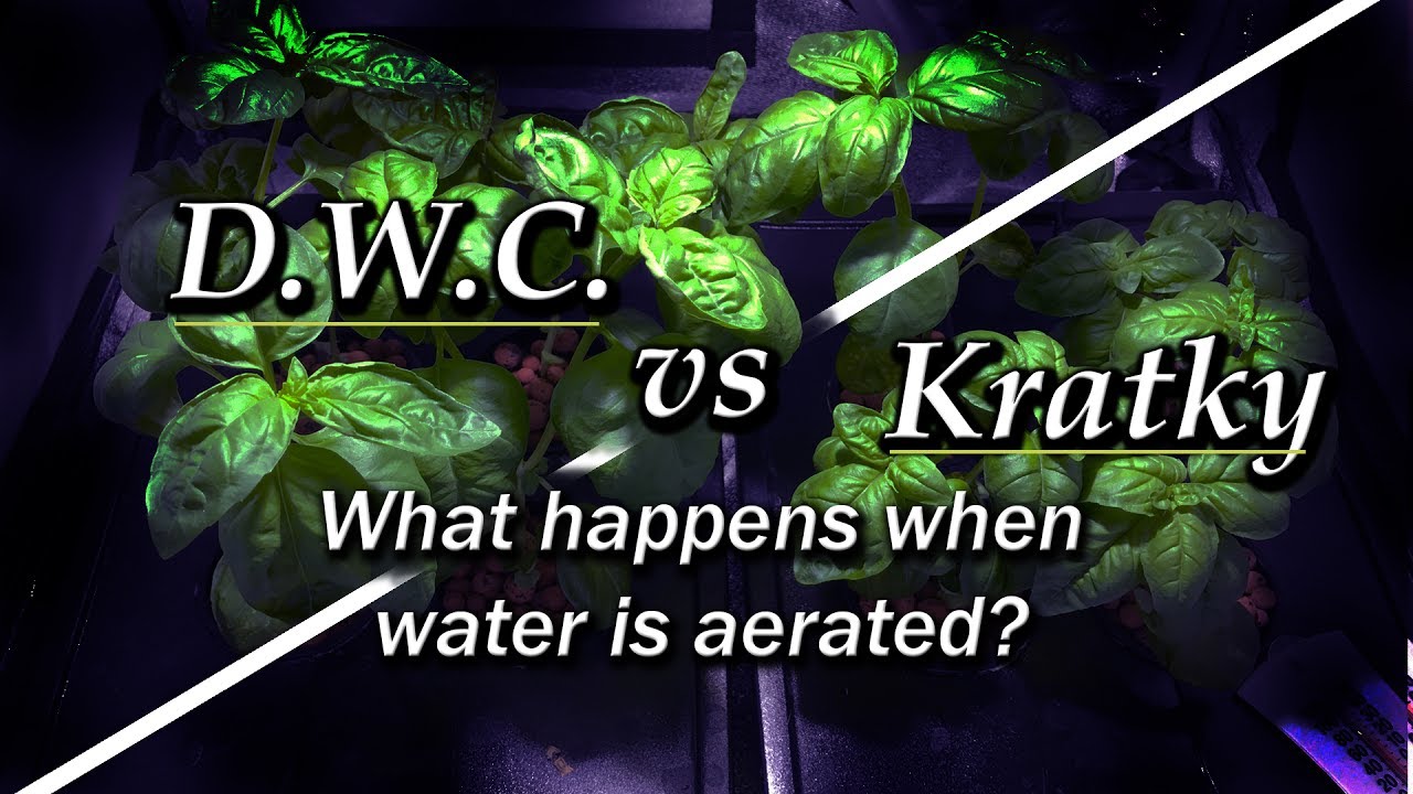 Kratky vs DWC - Aeration vs No Aeration (Hydroponic Basil) Part 1