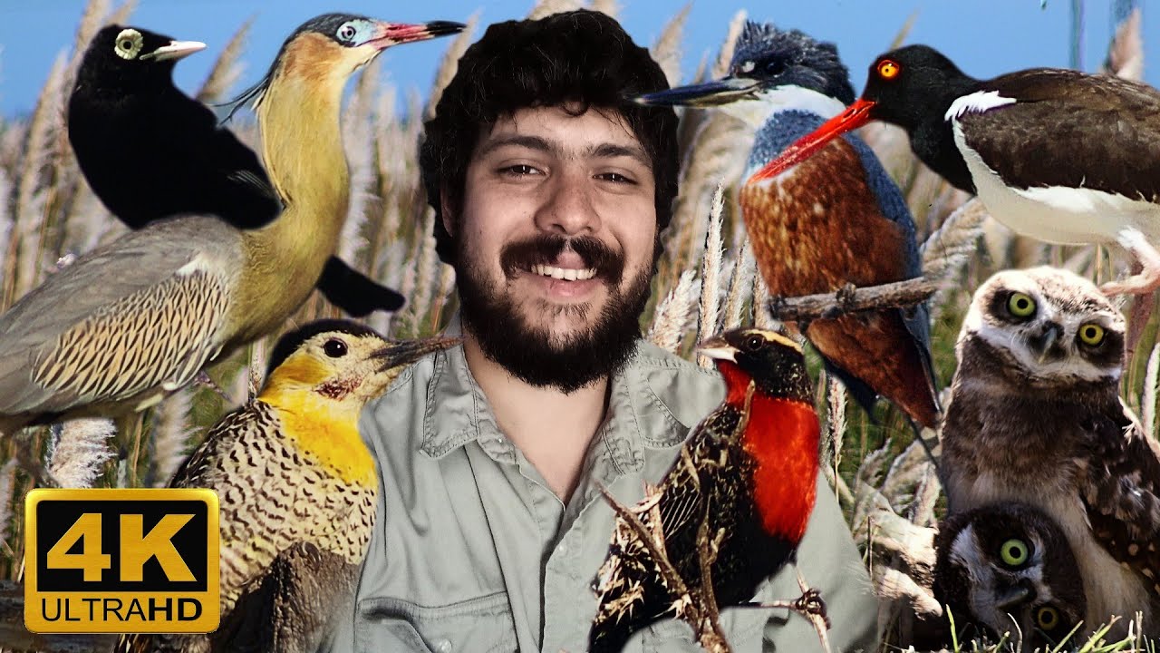 AVES ARGENTINAS | CONOCE CADA ESPECIE DE AVES CON SUS NOMBRES | PARTE 1