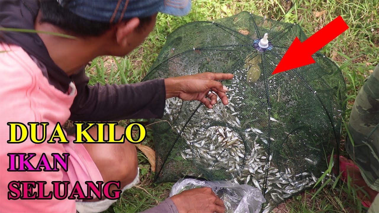 SATU ANGKATAN BUBU PAYUNG DAPAT DUA KILO IKAN SELUANG