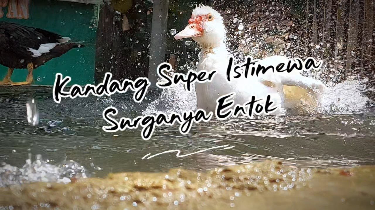 KEREN !!! KANDANG ENTOK SUPER RAPI & BERSIH ll Sukses Ternak Entok Rumahan