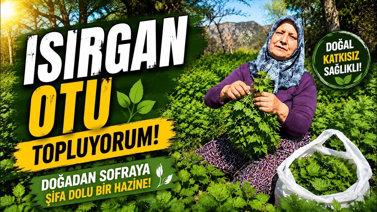 Bahçeye geldim ısırgan￼ otu topluyorum.