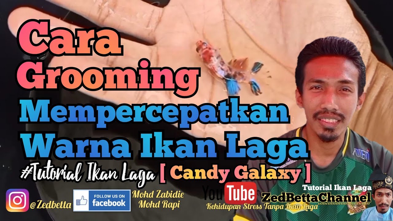 [Tutorial]Cara Groom Mempercepatkan Warna Ikan Laga