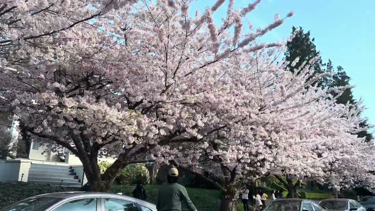 Japanese Cherry Blossom 🌸 in Seattle