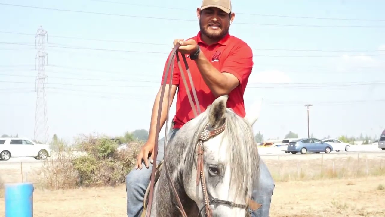 transicion  de rienda de 2   manos a una mano!! COMO POSICIONAR LA CABESA DE UN CABALLO PARA BAILE