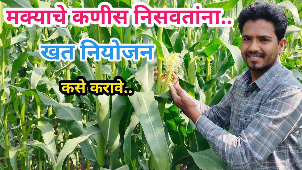 मक्याचे कणीस निसवतांना खत नियोजन | मका खत नियोजन | #PracticalFarming #maize