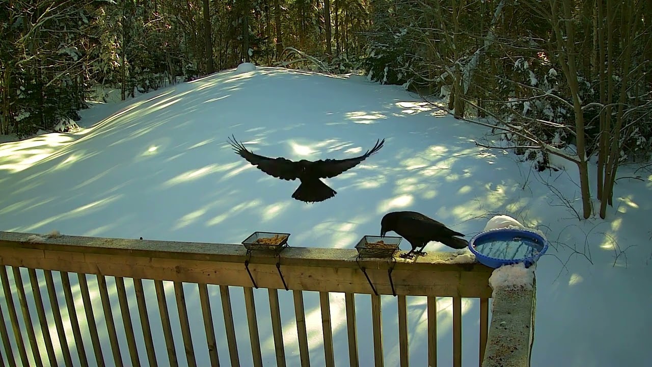 Enjoying a sunny winter day at the feeder!