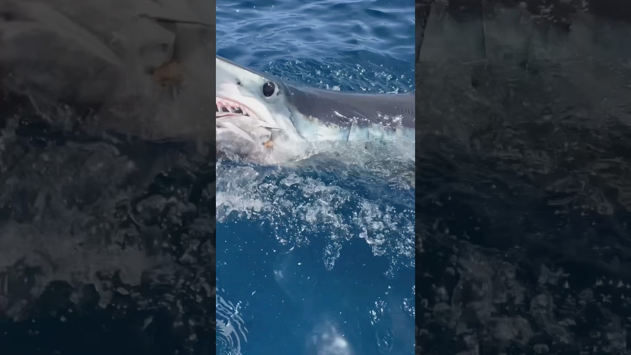HUGE MAKO SHARK!😮 #shark #sharks #sharkdiving #makoshark