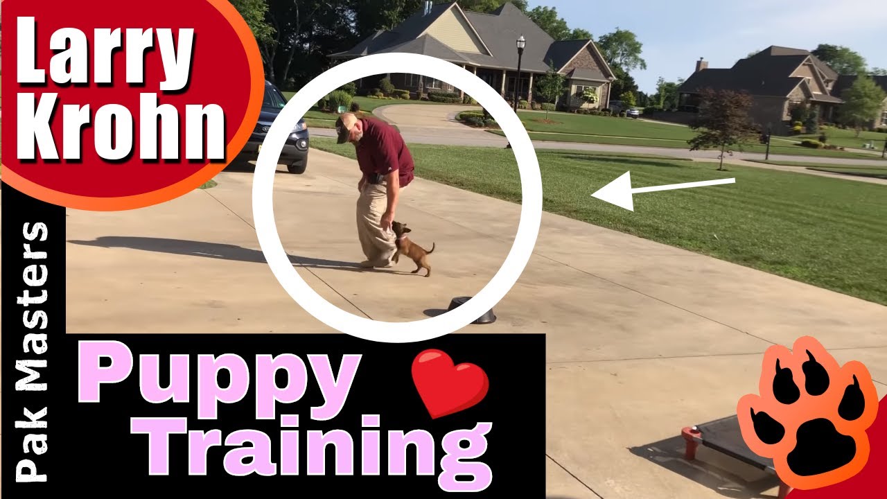 How to TRAIN a 8 week old puppy - Puppy Training