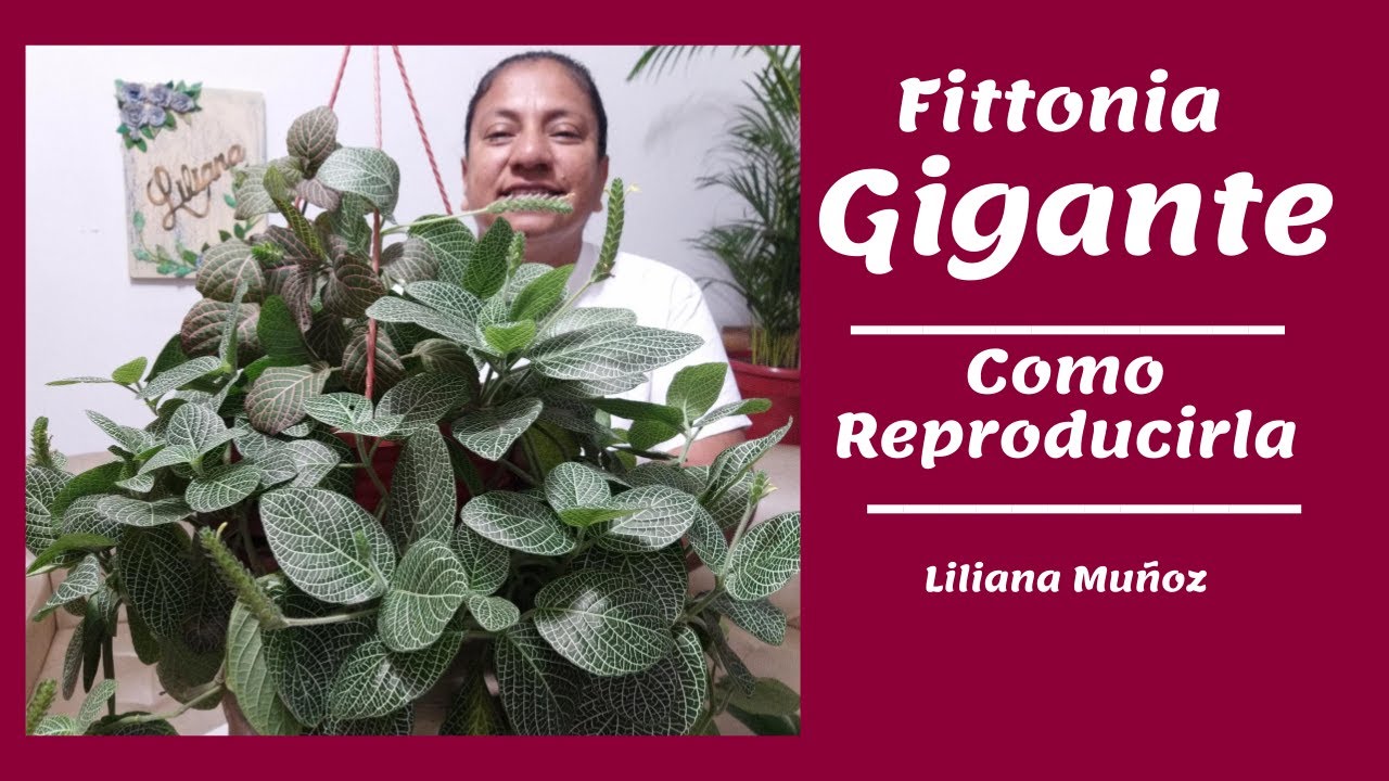 FITTONIA GIGANTE - COMO REPRODUCIRLA / Liliana Muñoz