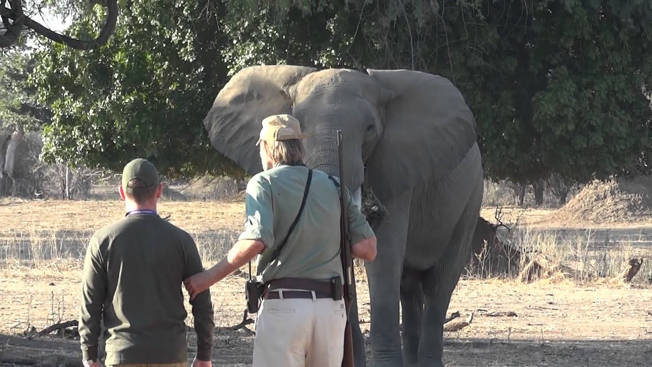 Mana Pools, Goliath Safaris: Stretch Ferreira + Steve with charging Elephant