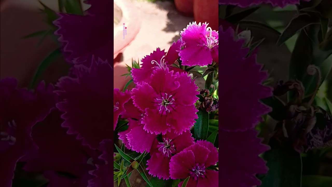 Beautiful Dianthus 