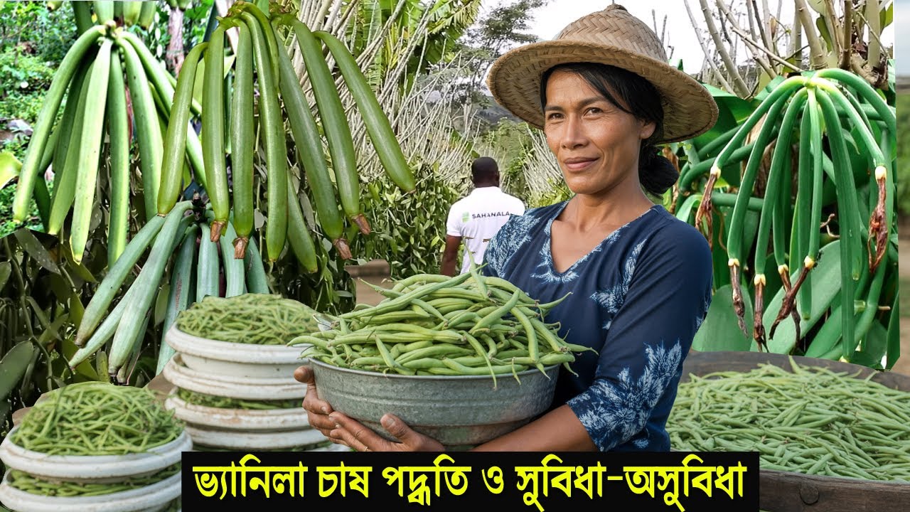 ভ্যানিলা চাষ কৃষিতে নতুন সম্ভাবনা - ব্যবসার আইডিয়া ছায়াযুক্ত জমিতে - How to Grow Vanilla
