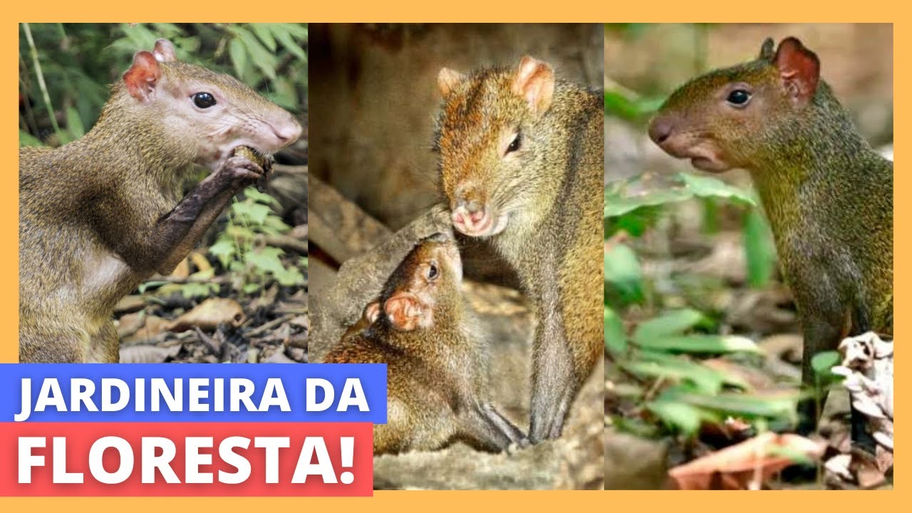 CURIOSIDADES SOBRE A CUTIA - LINDO MAMÍFERO BRASILEIRO