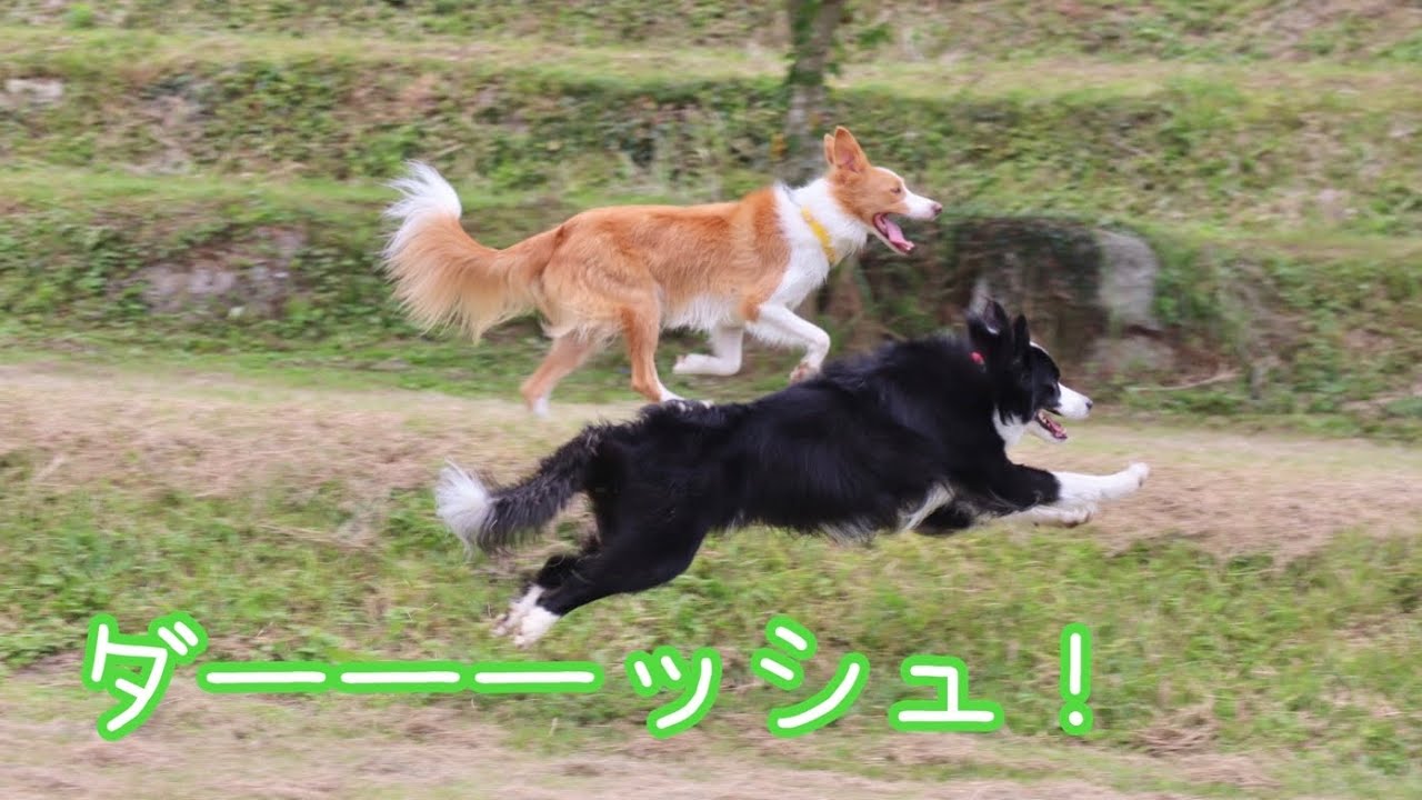 【佐賀県】広すぎるドッグランで素敵な出会いがありましたぁ...♡
