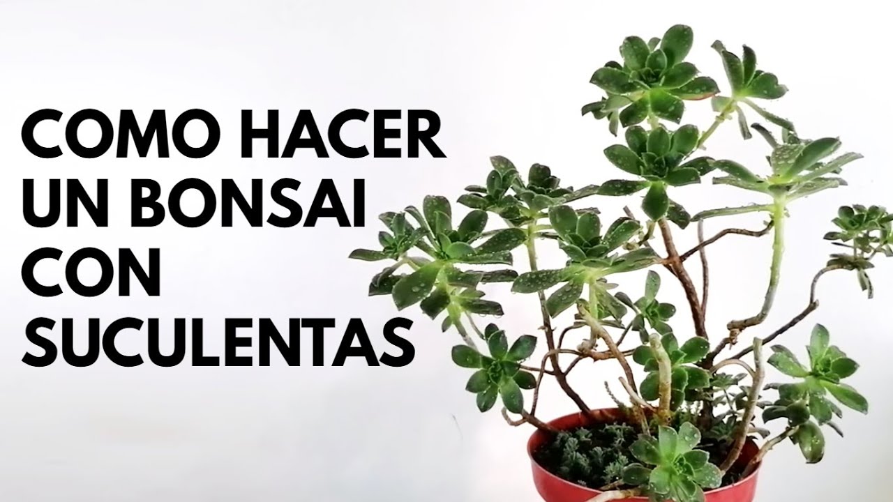 como hacer un bonsai con suculentas donsuculento