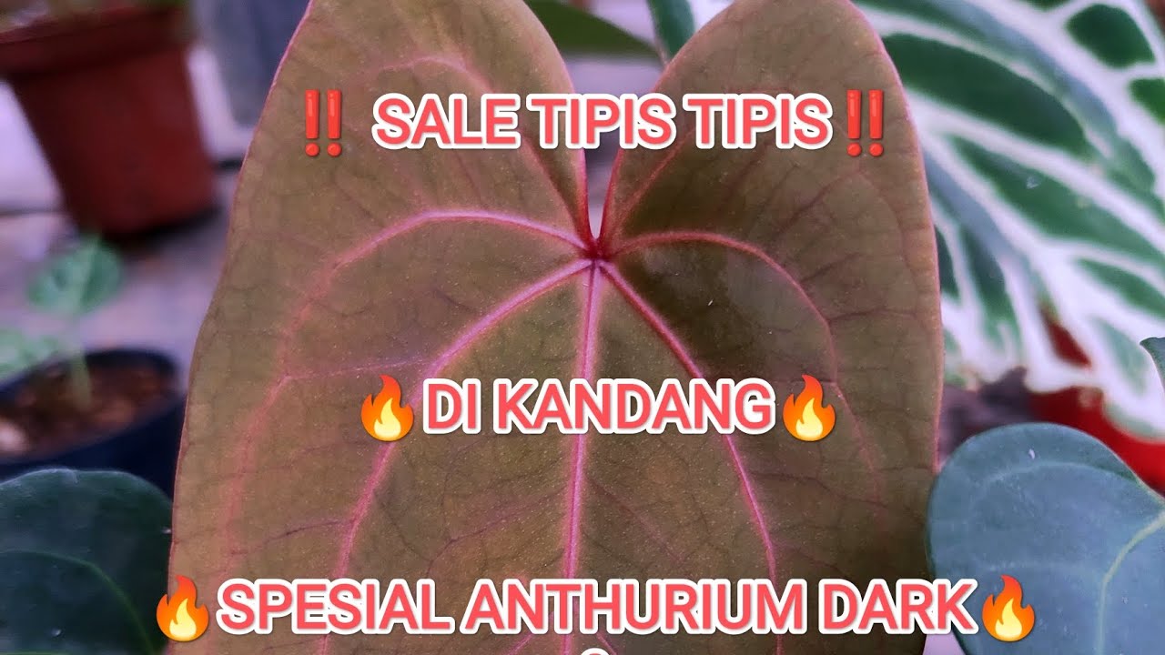 ‼️ SALE TIPIS TIPIS‼️ ANTHURIUM KOLEKSIAN EKONOMISAN DI KANDANG🔥🔥🔥
