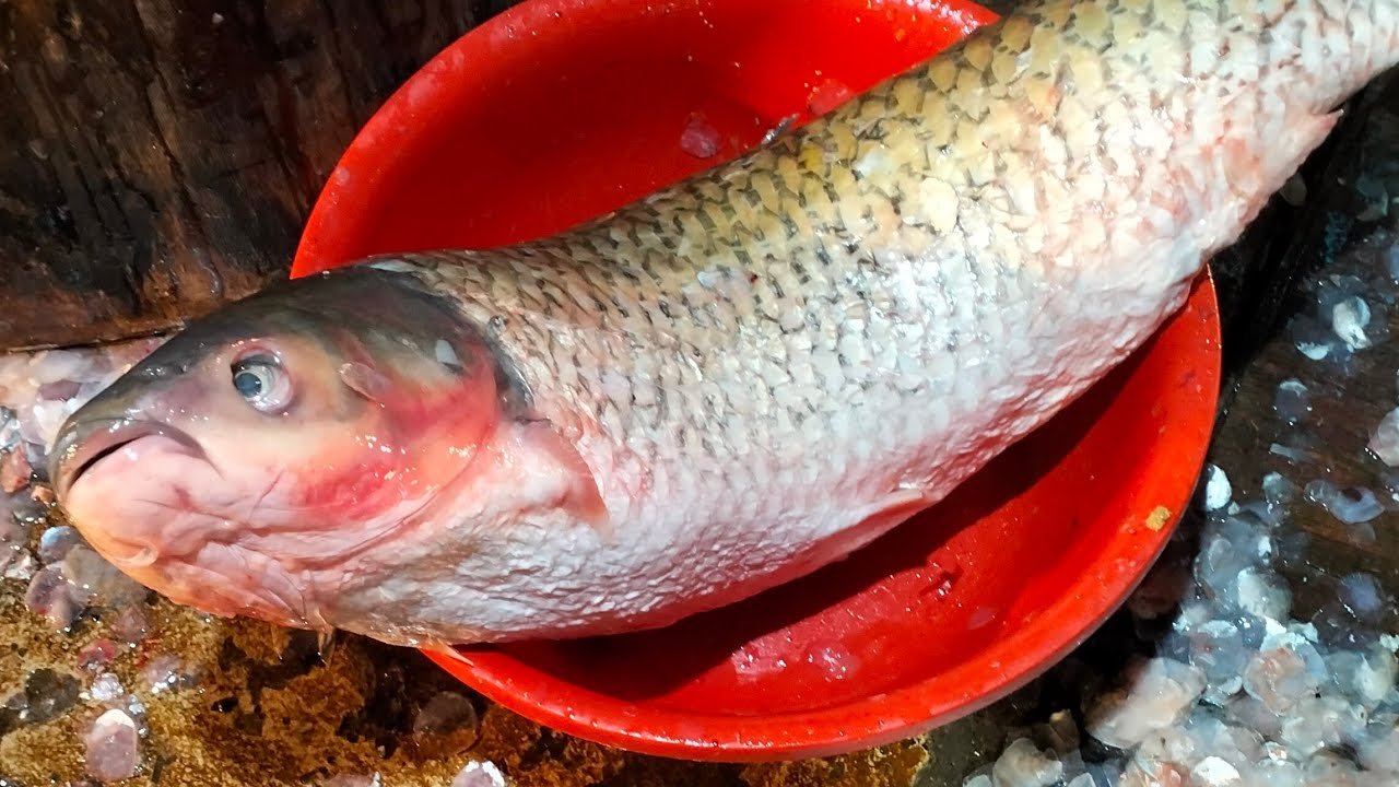 🔴 ASMR Fish Cutting Live | Natural Market Sounds | For USA & Europe Viewers