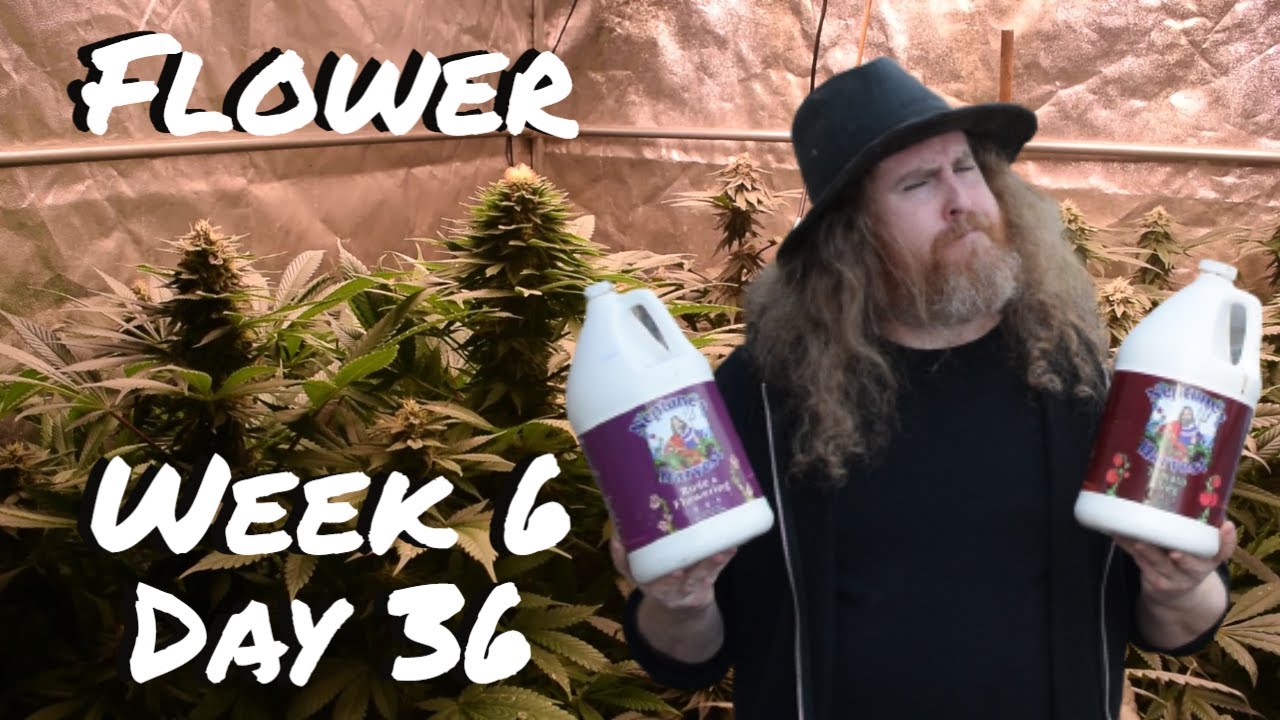 CANNABIS GROW - NEPTUNE'S HARVEST -  FLOWER - WEEK 6 DAY 36