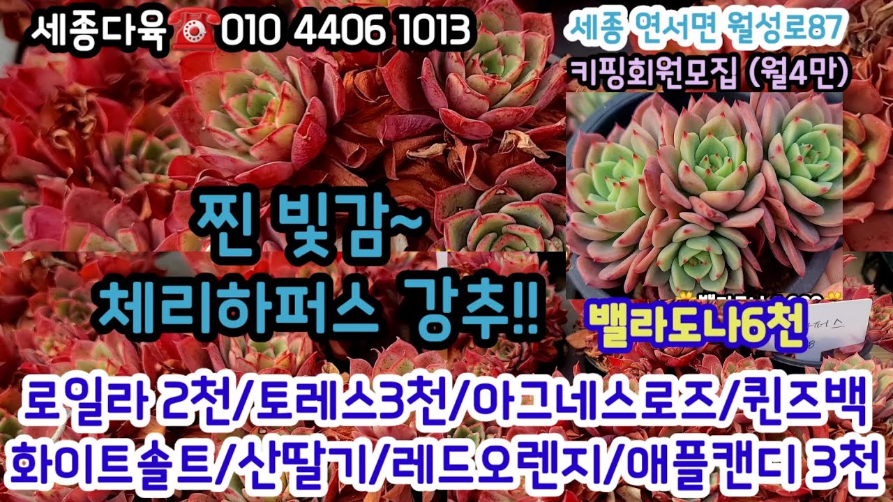 세종다육 최고의빛감 최고의가성비 다육대 출현!! 키핑회원모집 월4만