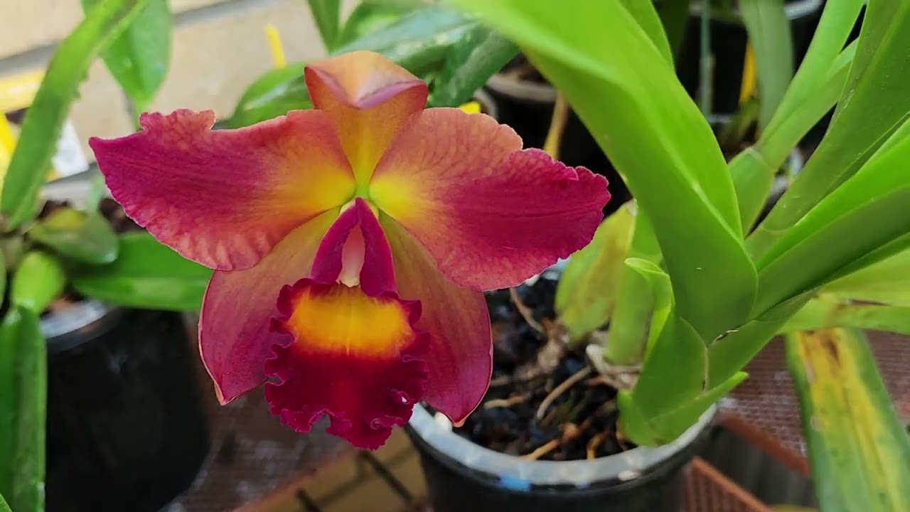 What's in Bloom and What's to come Oct 2023