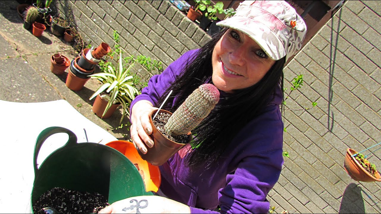 Echinocereus rigidissimus The Rainbow Cactus - Care Tips & Repotting