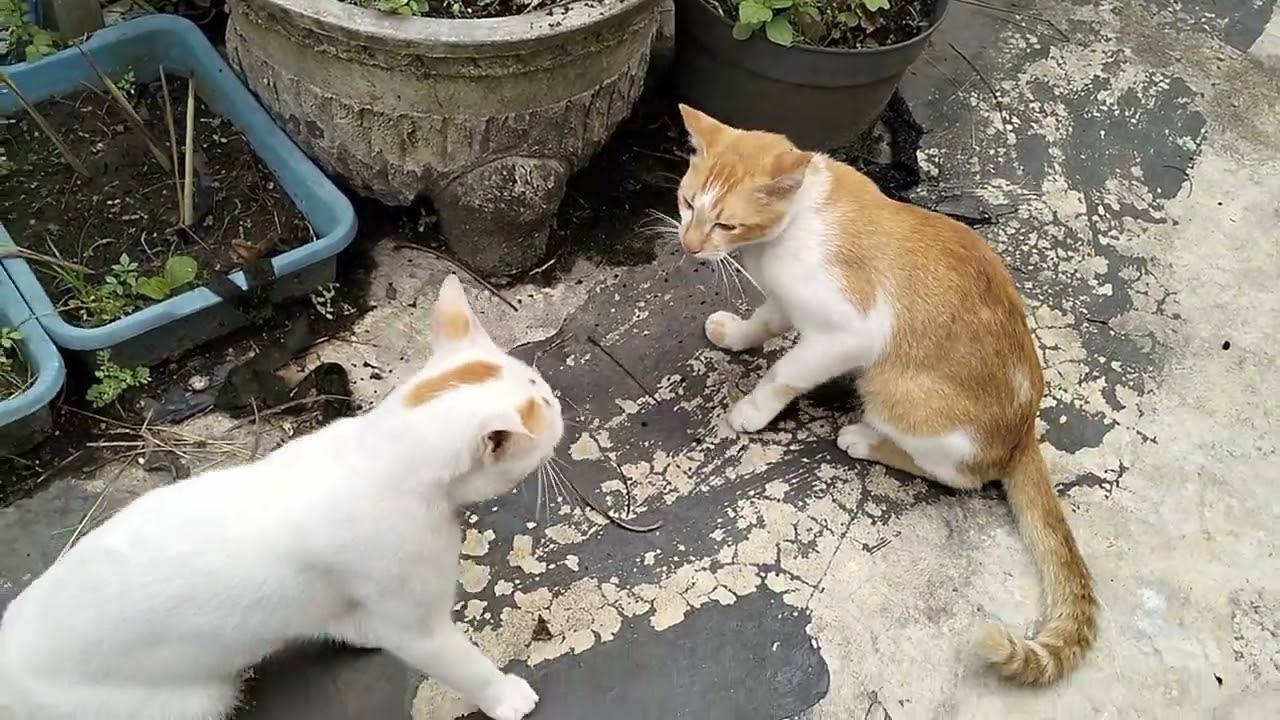 PERTENGKARAN KAKAK BERADIK KOK JADI SERIUS? #duakakakadik #kucingjantan #kucingkelahi #oyen
