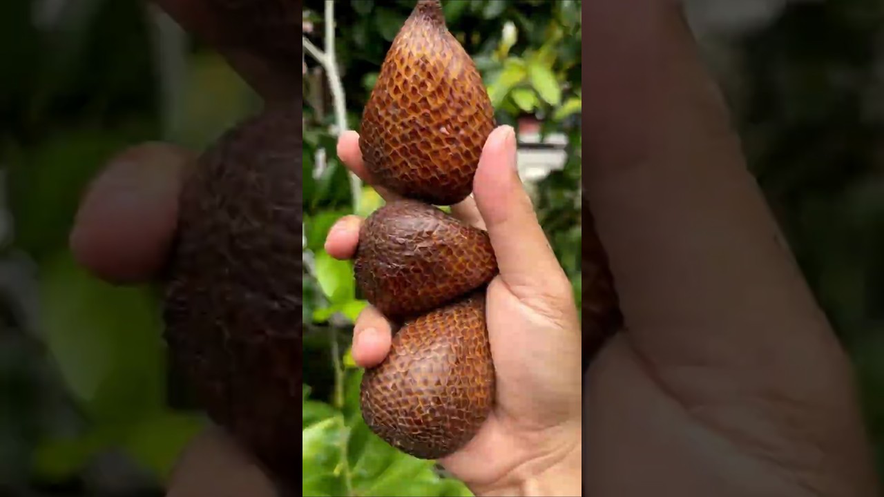 Have You Ever tried the Snake Fruit! 