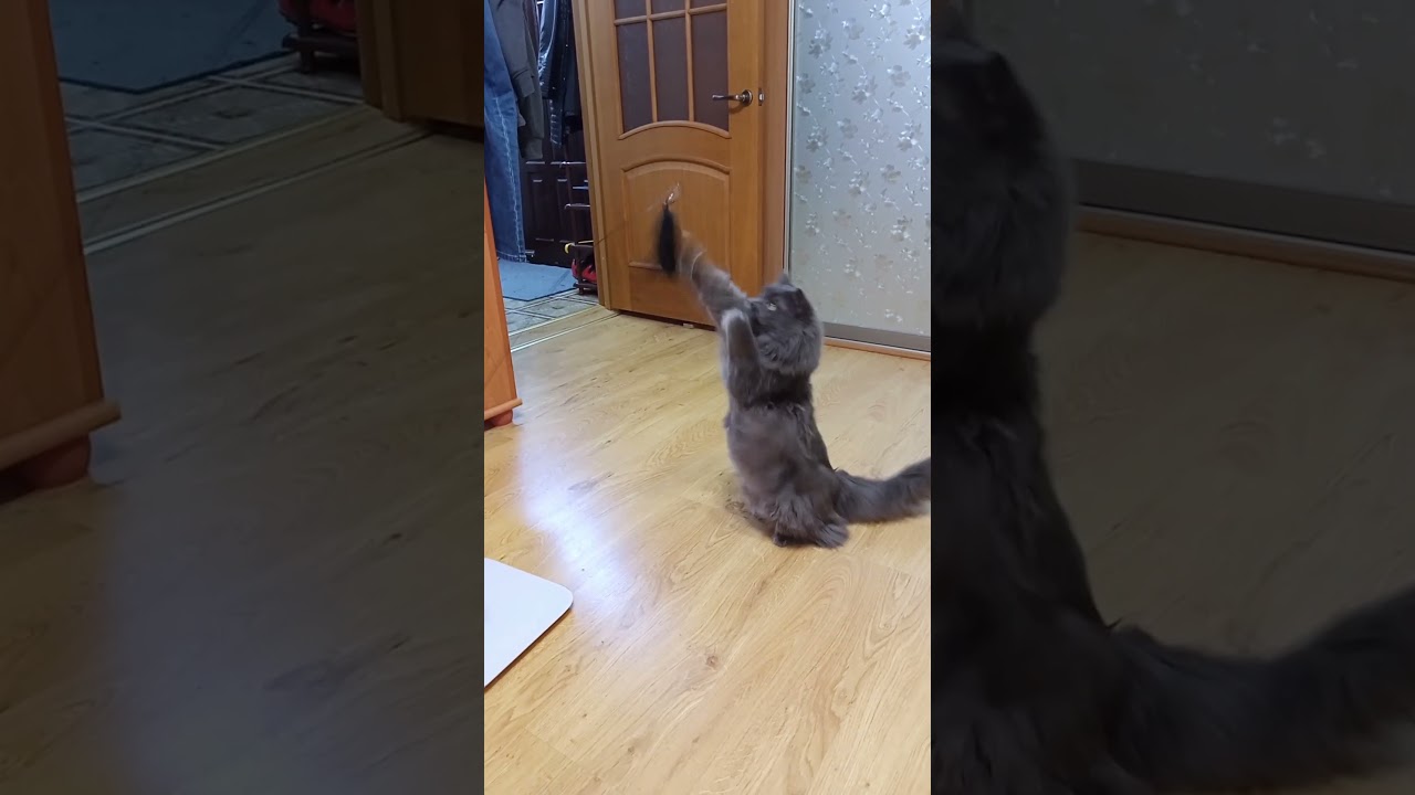 Коты знакомятся с новой игрушкой #2cats #2kota #shorts