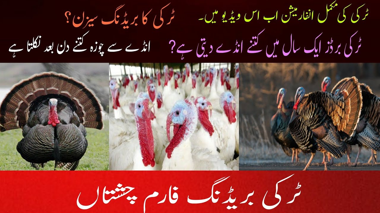 turkey farming in Pakistan|| ٹرکی کی انفارمیشن اس ویڈیو میں