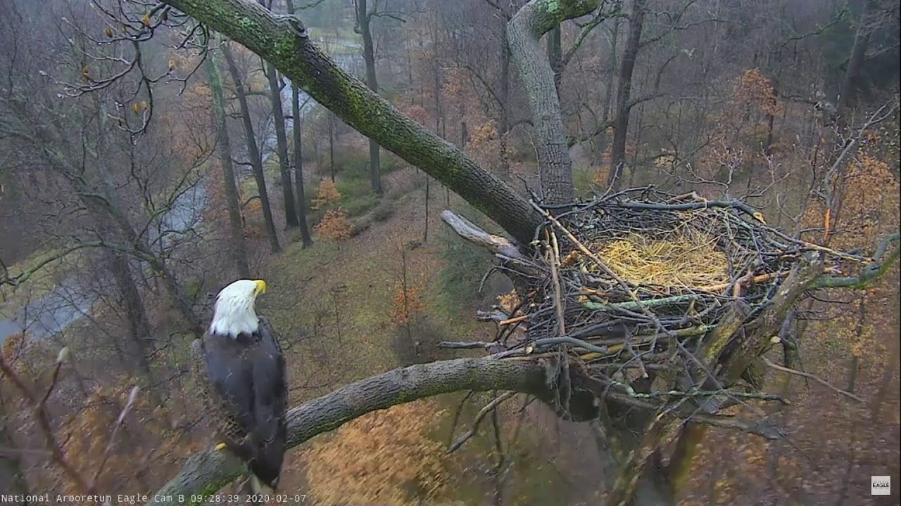 AEF NADC Eagle Cam:  If a Tree Falls in the Arb, Does TFL Hear It?