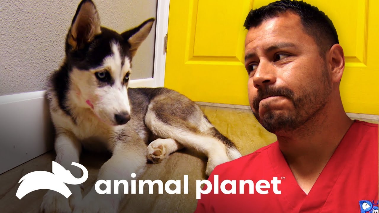 Cachorro está entre la vida y la muerte | Dr. Jeff, Veterinario | Animal Planet
