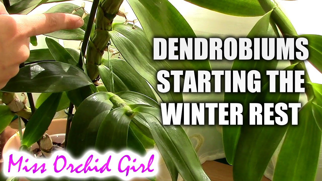 Preparing Dendrobium nobile orchids for the winter rest
