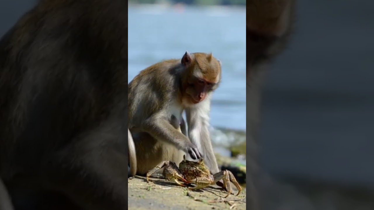 monkey and crab near sea ai animated video