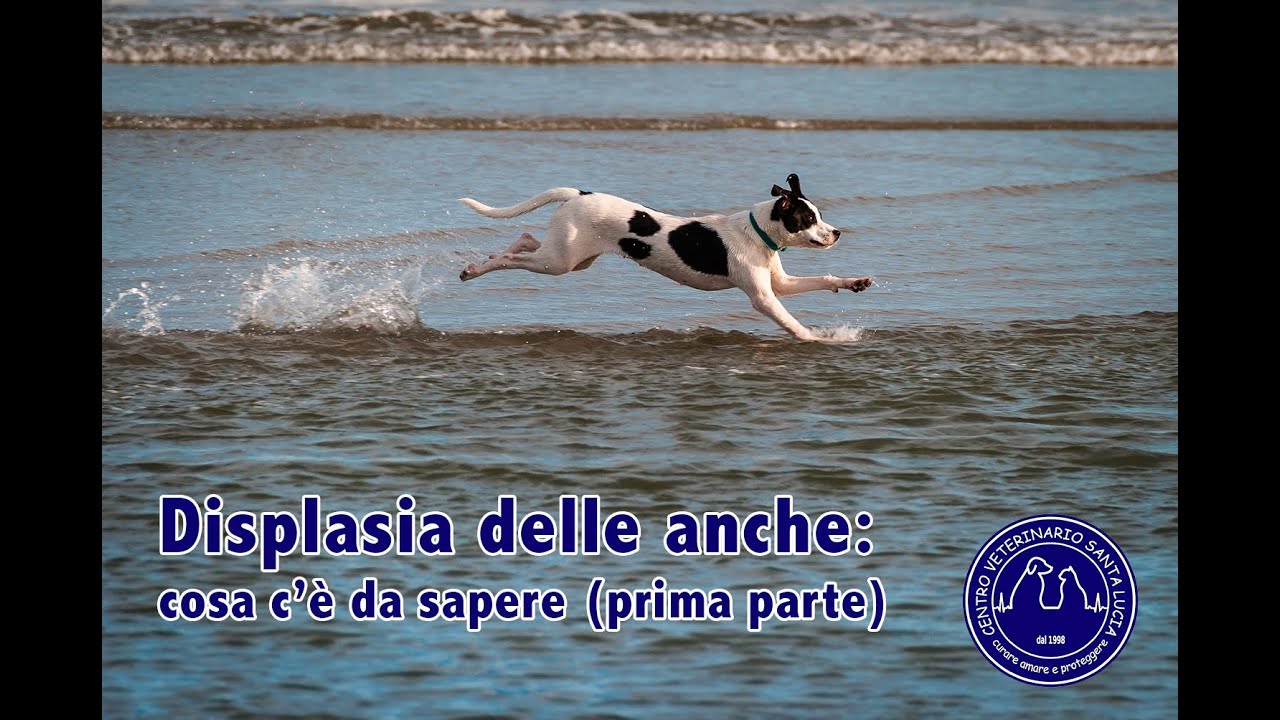 58 - Displasia delle anche nel cane e nel gatto: cosa c’è da sapere (prima parte)