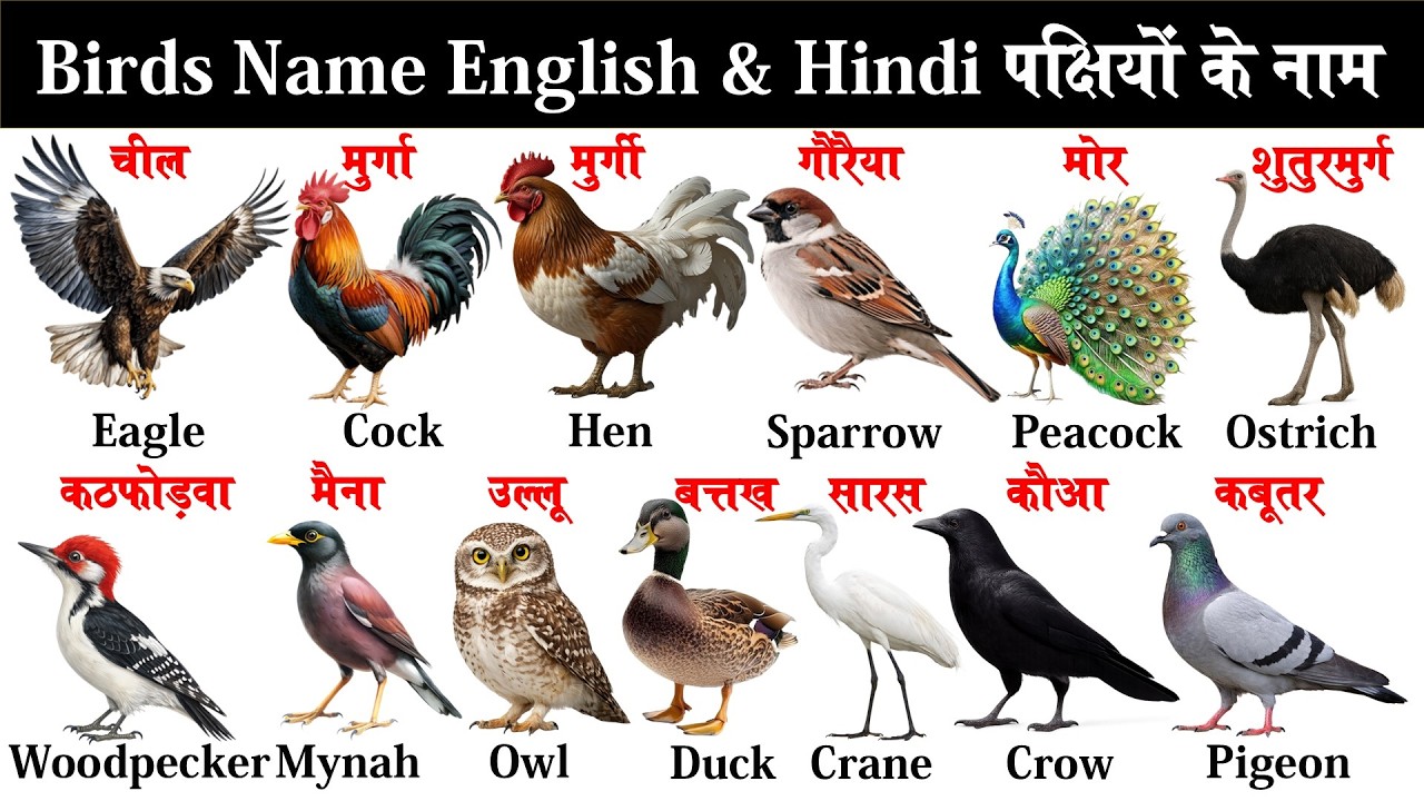 20 Birds Name in English and Hindi | पक्षियों के नाम | Kids Learning Video
