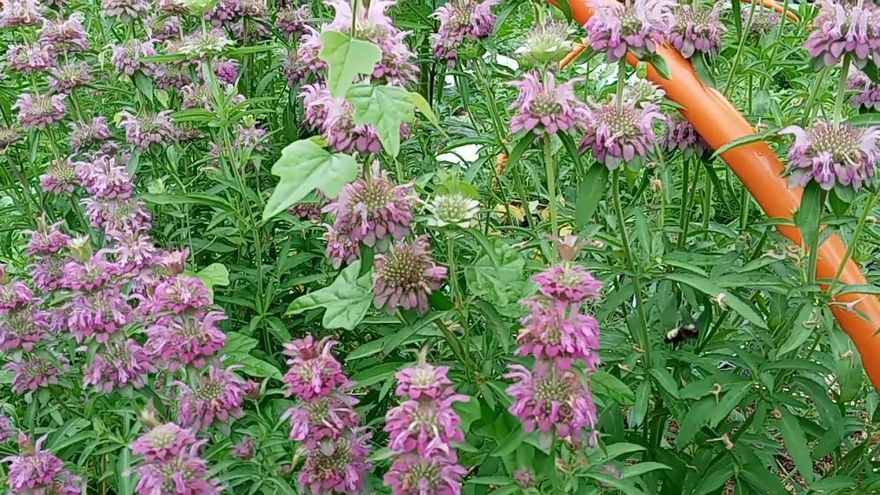 How We're Growing A MEDICINE CABINET!