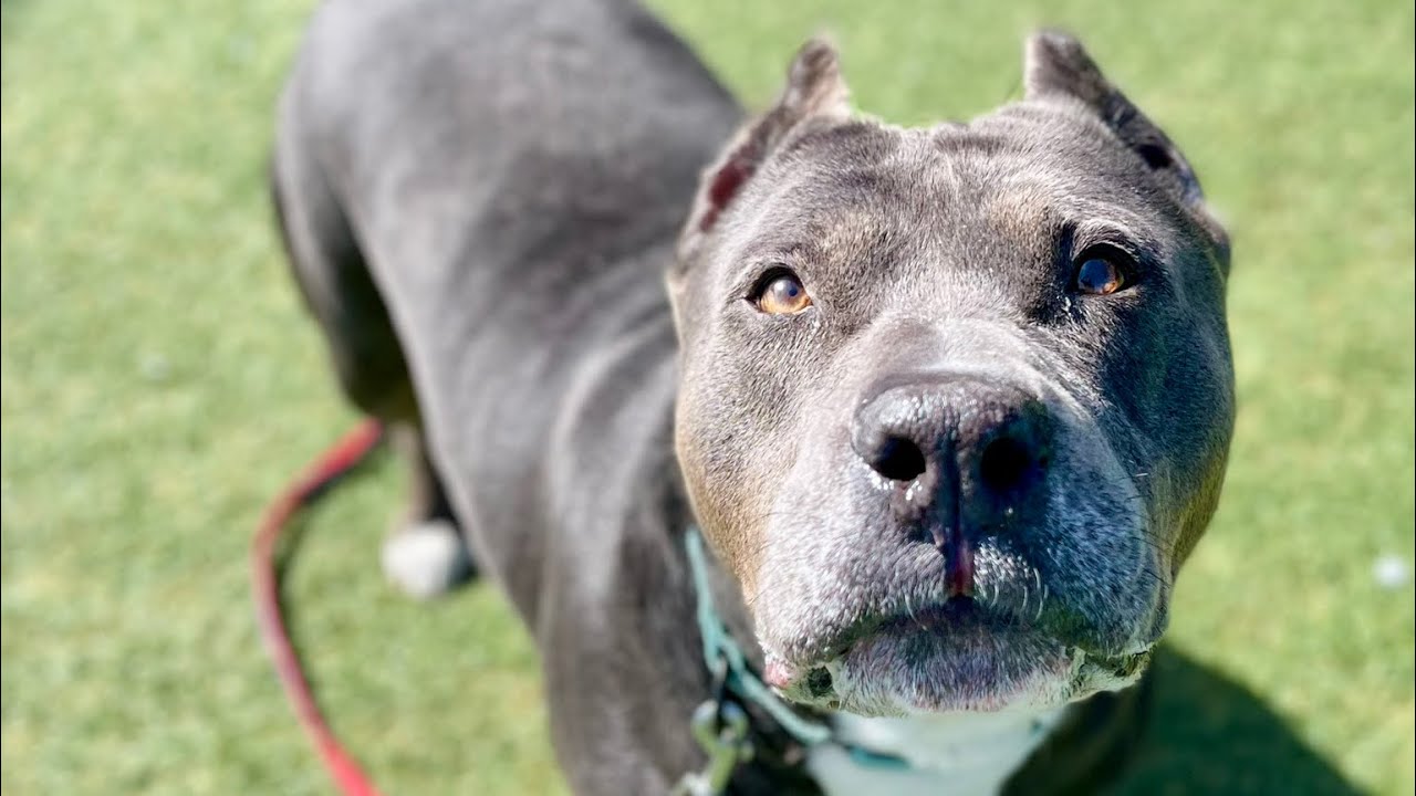 Adopt This Dog! KC Pet Project’s Molly