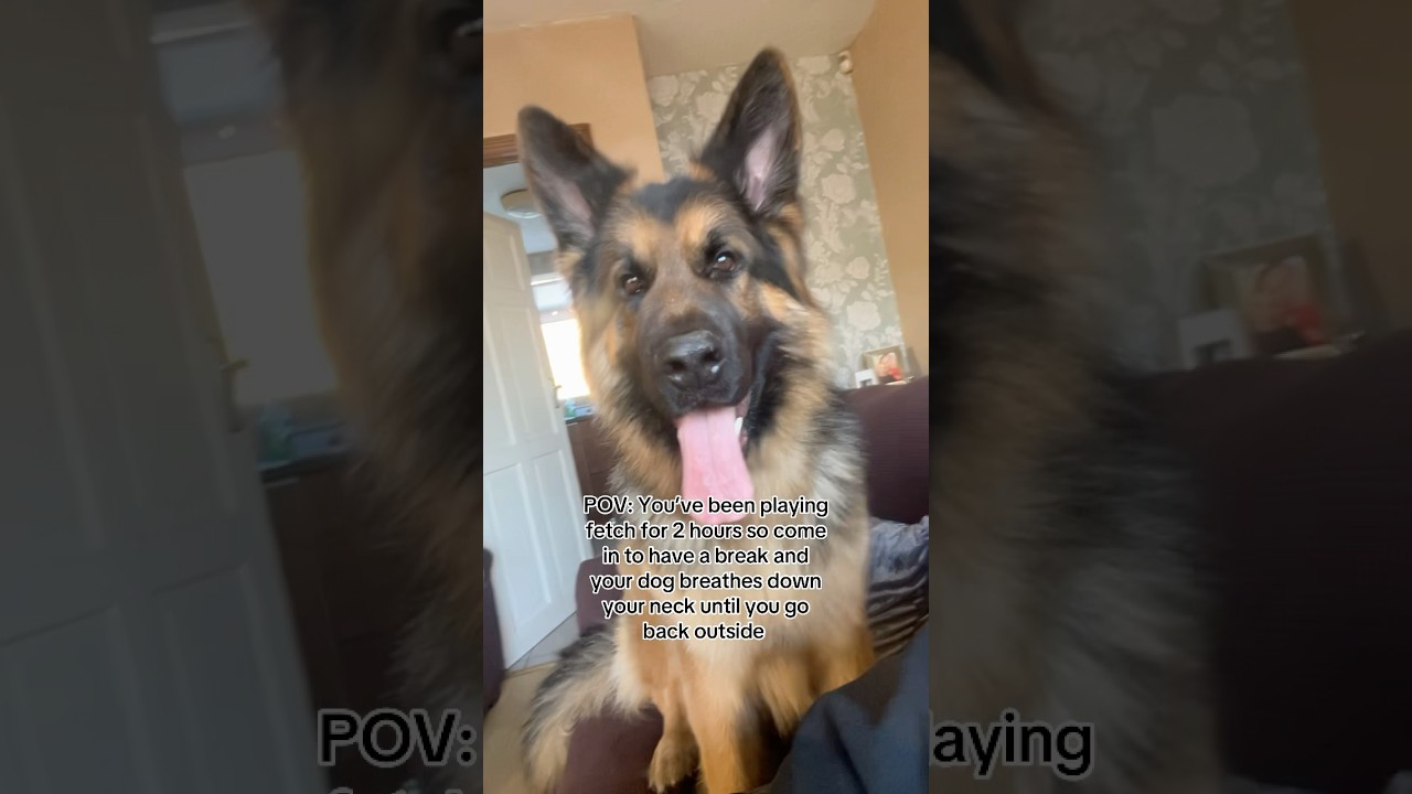 My German Shepherd LOVES playing fetch #dogs #germanshepherd #dogshorts #pets #cutedogs #gsds